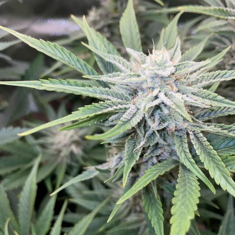 White Widow Automatic by KilliczGe growlog timeline photo