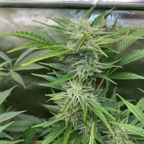 White Widow Automatic by KilliczGe growlog timeline photo