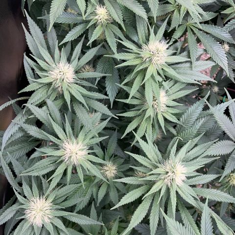 Permanent Marker by KilliczGe growlog timeline photo