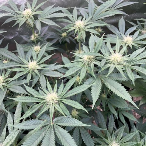 Purple Zkittlez #1 by KilliczGe growlog timeline photo