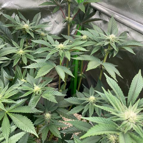 Cereal Milk #3 by KilliczGe growlog timeline photo