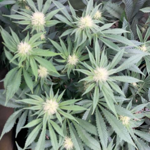 Purple Zkittlez #2 by KilliczGe growlog timeline photo