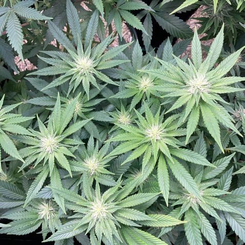 Big Bud by KilliczGe growlog timeline photo