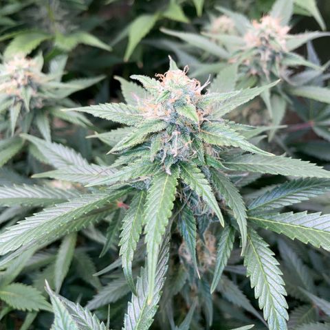 Purple Punch Automatic by KilliczGe growlog timeline photo