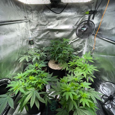 Dante’s Inferno - Mile High Dave by KilliczGe growlog timeline photo