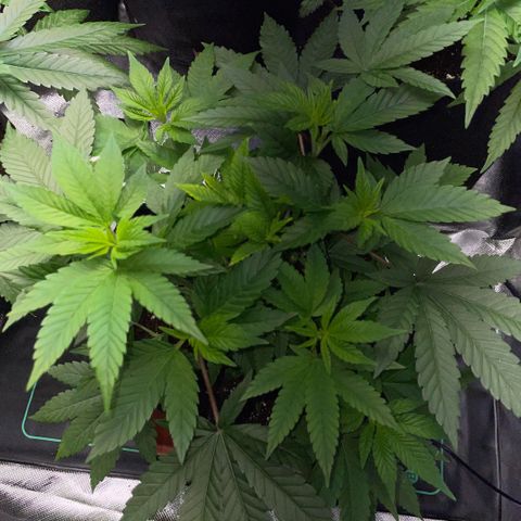 Big Bud 1 Klon 1 by KilliczGe growlog timeline photo