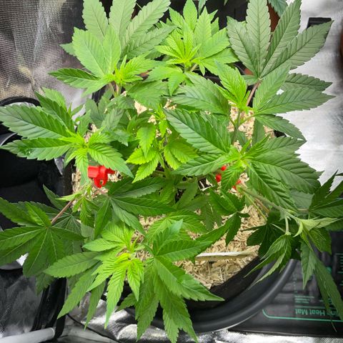 Big Bud 1 Klon 1 by KilliczGe growlog timeline photo