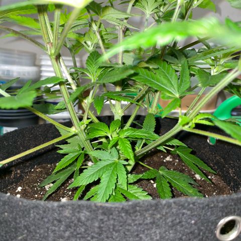 Big Bud 1 Klon 1 by KilliczGe growlog timeline photo