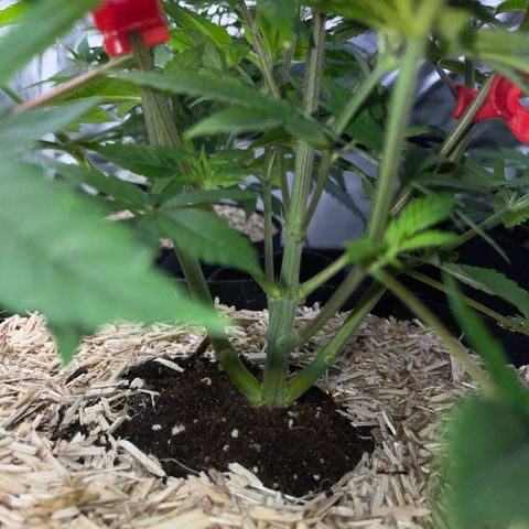 Big Bud 1 Klon 1 by KilliczGe growlog timeline photo