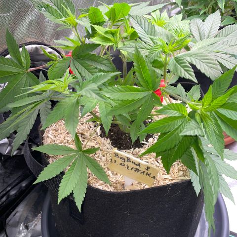 Big Bud 1 Klon 1 by KilliczGe growlog timeline photo