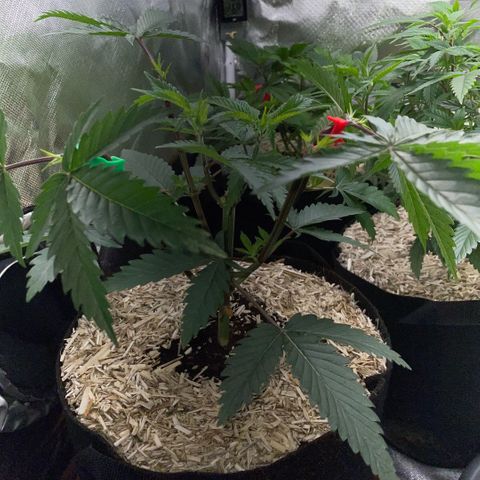 Dante’s Inferno - Mile High Dave by KilliczGe growlog timeline photo