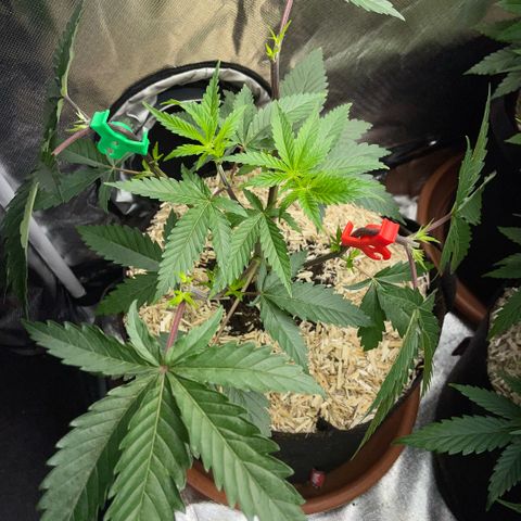 Dante’s Inferno - Mile High Dave by KilliczGe growlog timeline photo