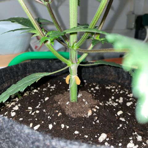 Dante’s Inferno - Mile High Dave by KilliczGe growlog timeline photo