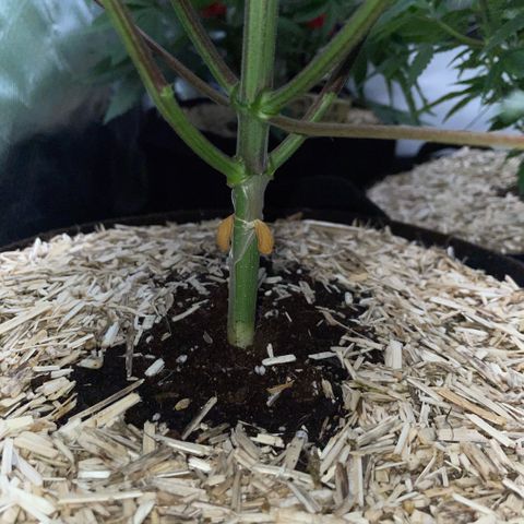 Dante’s Inferno - Mile High Dave by KilliczGe growlog timeline photo