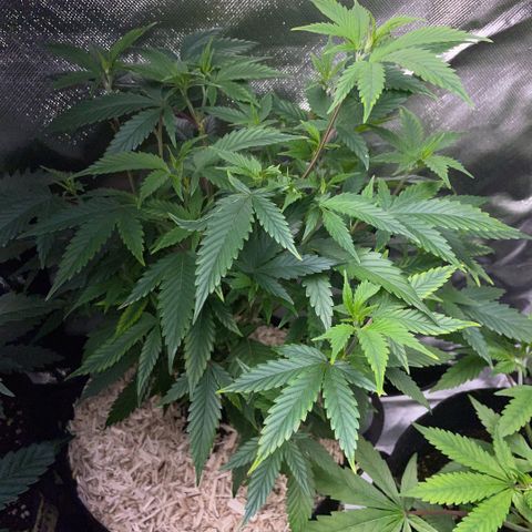 Tangerine Dream Clon #1 by KilliczGe growlog timeline photo