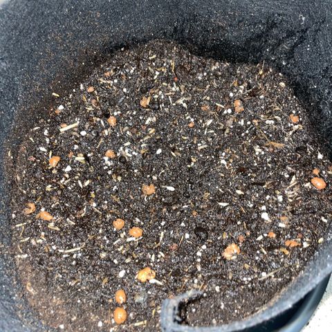 Dante’s Inferno - Mile High Dave by KilliczGe growlog timeline photo