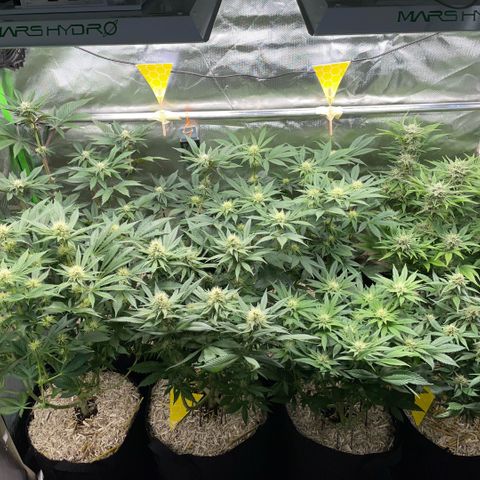 Cereal Milk #3 by KilliczGe growlog timeline photo