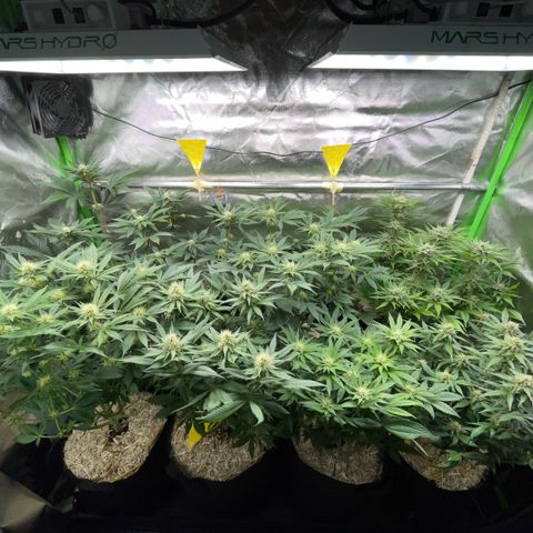 Cereal Milk #3 by KilliczGe growlog timeline photo