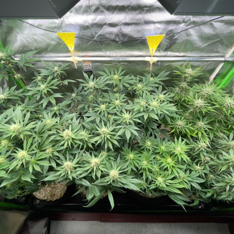 Cereal Milk #3 by KilliczGe growlog timeline photo