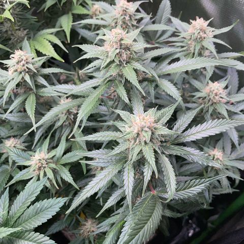 Purple Punch Automatic by KilliczGe growlog timeline photo