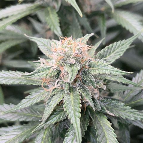 Purple Punch Automatic by KilliczGe growlog timeline photo