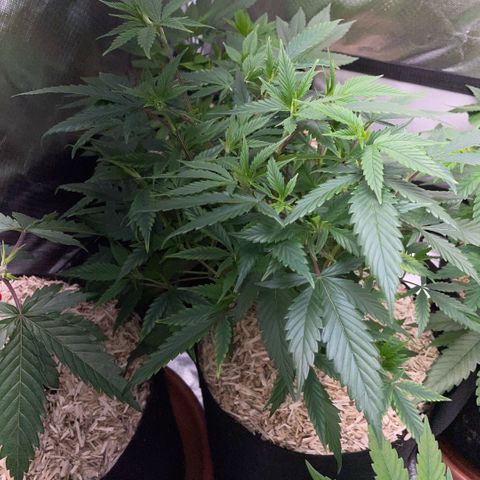 Tangerine Dream Clon #1 by KilliczGe growlog timeline photo