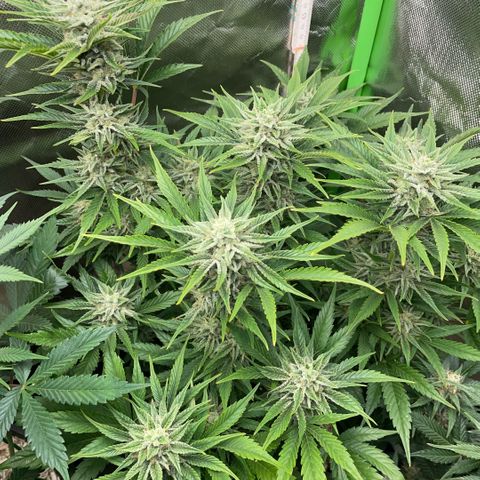 White Widow Automatic by KilliczGe growlog timeline photo