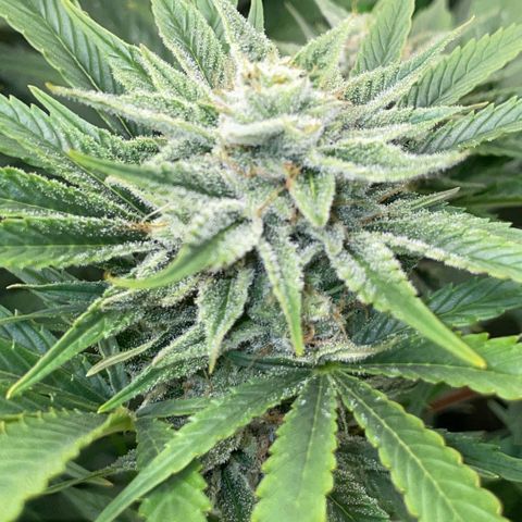 White Widow Automatic by KilliczGe growlog timeline photo