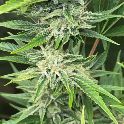 White Widow Automatic by KilliczGe growlog timeline photo