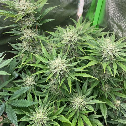 White Widow Automatic by KilliczGe growlog timeline photo