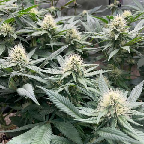 Permanent Marker by KilliczGe growlog timeline photo