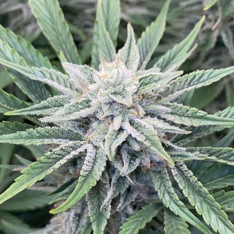 White Widow Automatic by KilliczGe growlog timeline photo