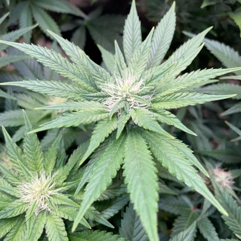 Big Bud by KilliczGe growlog timeline photo