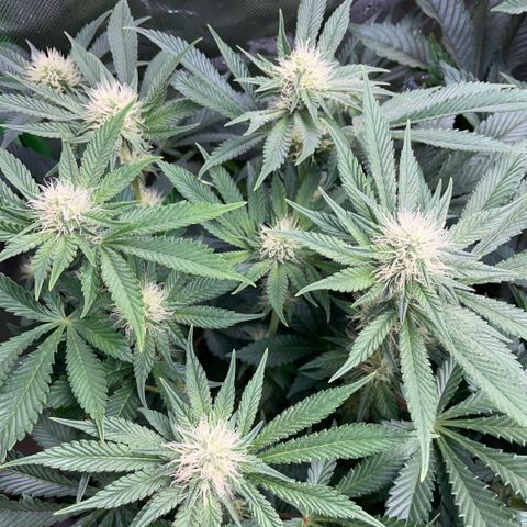 Purple Zkittlez #2 by KilliczGe growlog timeline photo