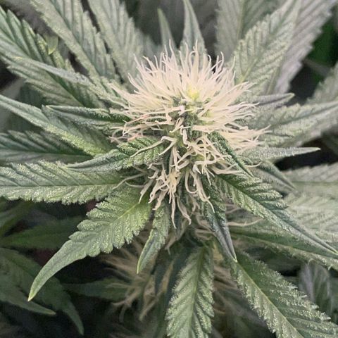 Purple Zkittlez #2 by KilliczGe growlog timeline photo