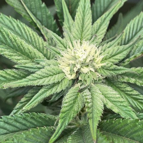 Cereal Milk #3 by KilliczGe growlog timeline photo