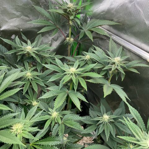 Cereal Milk #3 by KilliczGe growlog timeline photo