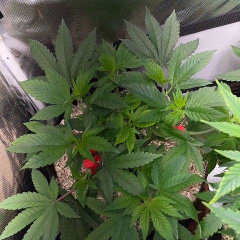 Big Bud 1 Klon 1 by KilliczGe growlog timeline photo