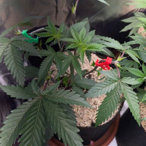 Dante’s Inferno - Mile High Dave by KilliczGe growlog timeline photo