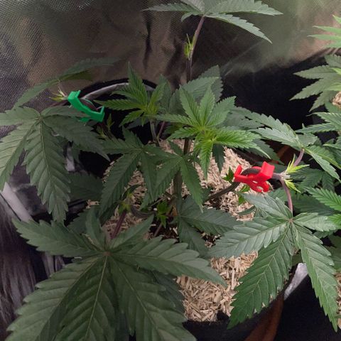 Dante’s Inferno - Mile High Dave by KilliczGe growlog timeline photo