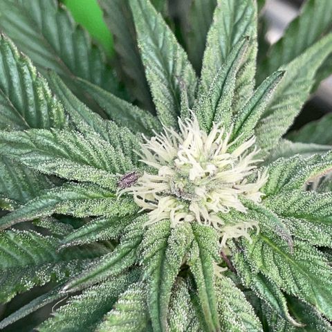 Cereal Milk #3 by KilliczGe growlog timeline photo