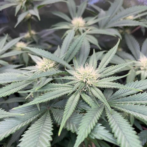 Purple Zkittlez #1 by KilliczGe growlog timeline photo