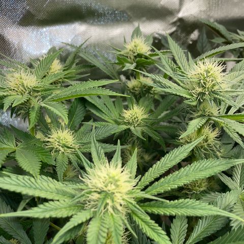 Purple Zkittlez #2 by KilliczGe growlog timeline photo