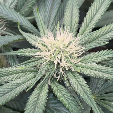 Purple Zkittlez #1 by KilliczGe growlog timeline photo