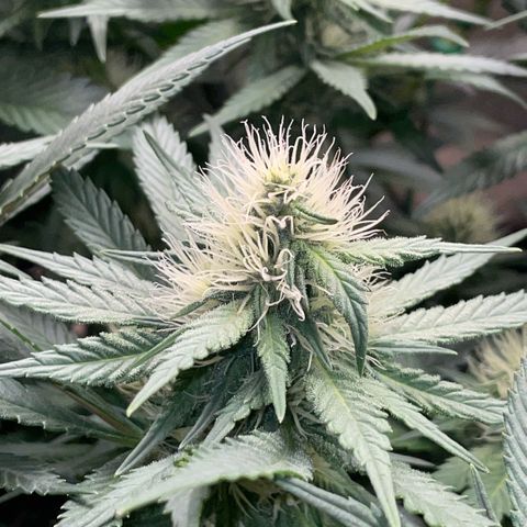 Permanent Marker by KilliczGe growlog timeline photo