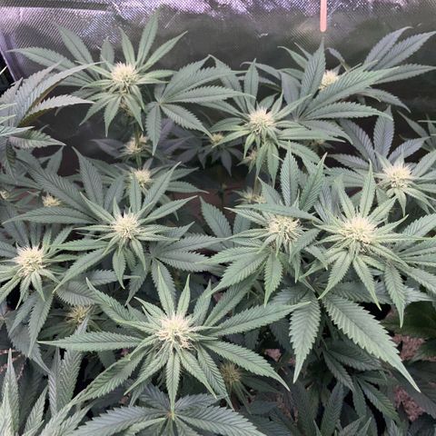 Purple Zkittlez #1 by KilliczGe growlog timeline photo