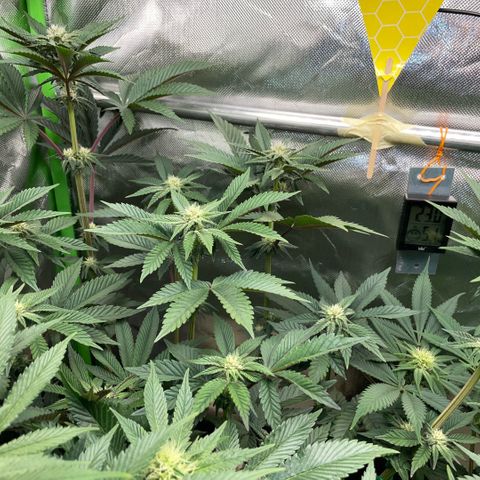 Cereal Milk #3 by KilliczGe growlog timeline photo