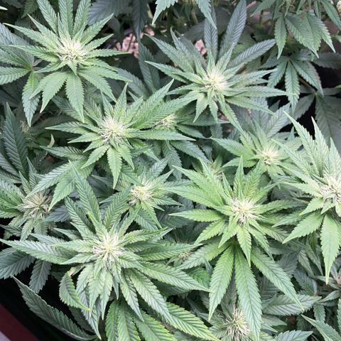 Big Bud by KilliczGe growlog timeline photo