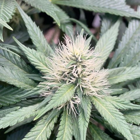 Permanent Marker by KilliczGe growlog timeline photo