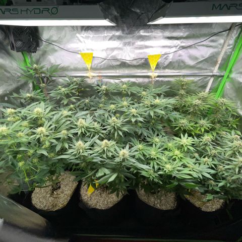 Cereal Milk #3 by KilliczGe growlog timeline photo